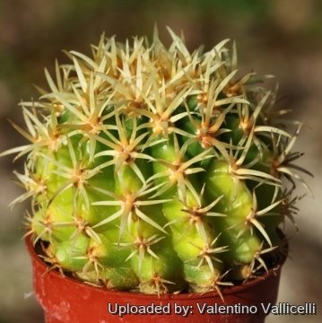 Echinocactus grusonii var. intermedius
