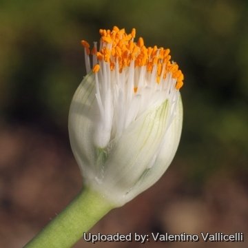 Haemanthus albiflos