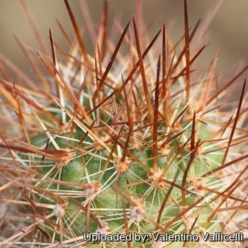 Rebutia robustispina
