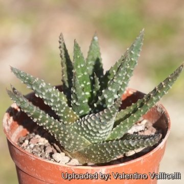 Haworthia pumila