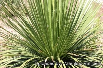 Dasylirion serratifolium