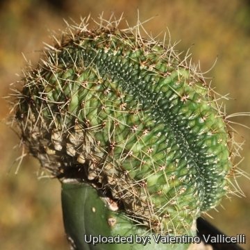 Gymnocalycium anisitsii subs. damsii f. cristatum