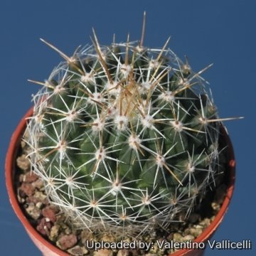 Thelocactus saussieri