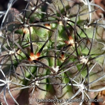 Eriosyce recondita var. vexata