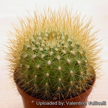 Matucana weberbaueri var. flammea