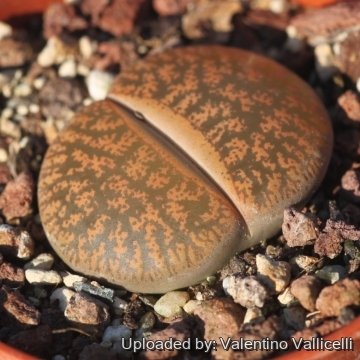 Lithops lesliei C029 45 km NE of Vaalwater, South Africa