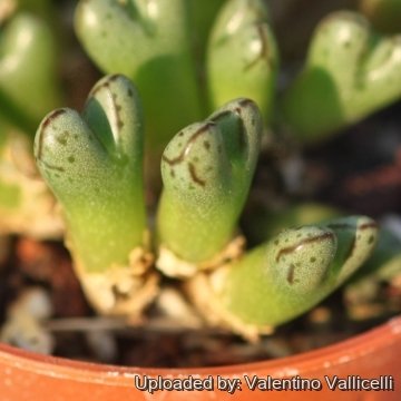 Conophytum tantillum subs. helenae