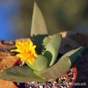 Glottiphyllum latifolium