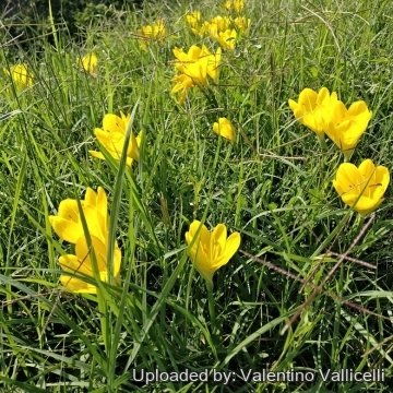 Sternbergia lutea