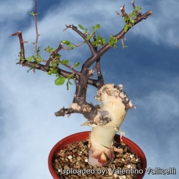 Commiphora kataf