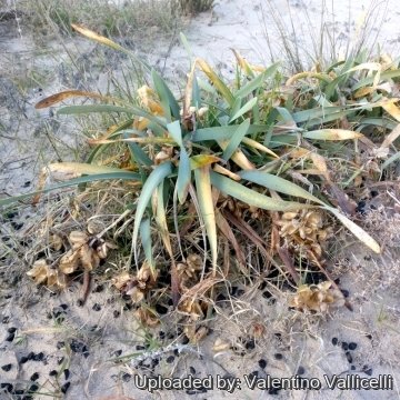 Pancratium maritimum