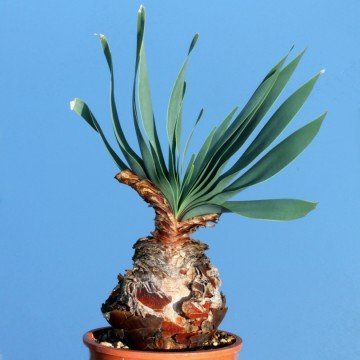 Boophone disticha