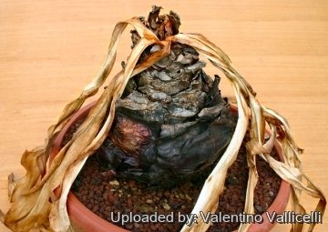 Drimia maritima
