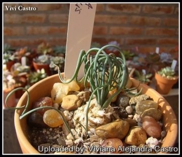 Albuca spiralis