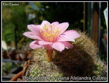 Rebutia minuscula f. kariusiana