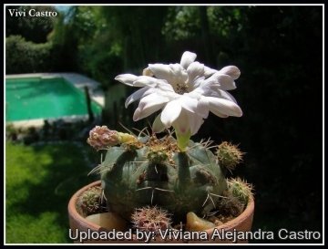 Gymnocalycium anisitsii subs. multiproliferum