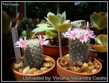 Mammillaria albicans