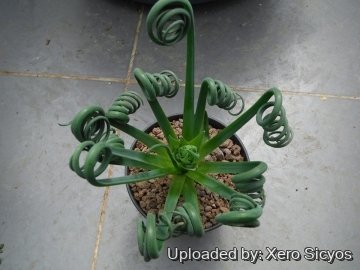 Albuca spiralis