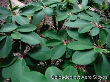 Euphorbia bongolavensis