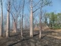Boab trees in Bush fire. Boab trees in Bush fire.