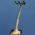 Adenium socotranum. In culture, Adenium socotranum. In culture,