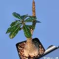 In age it forms a small tree (like a dwarf baobab) In age it forms a small tree (like a dwarf baobab)