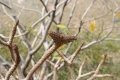 A natural occurring crested stem. A natural occurring crested stem.