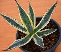 Agave americana  'marginata' Agave americana  'marginata'