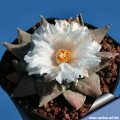 Ariocarpus retusus SB 240 Matehuala Ariocarpus retusus SB 240 Matehuala