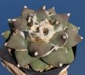 A form with large, fat tubercles (Type B - Mesa Garden) A form with large, fat tubercles (Type B - Mesa Garden)