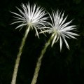 Flowers are of a superlative beauty, opening in the moonlight on a summer night and lasting for only till dawn. Flowers are of a superlative beauty, opening in the moonlight on a summer night and lasting for only till dawn.