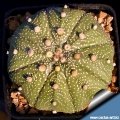 Astrophytum asterias (Typical form) L1016 Gonzales, Tamaulipas, Mexico. Astrophytum asterias (Typical form) L1016 Gonzales, Tamaulipas, Mexico.