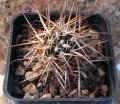 Austrocactus bertinii (Winter) Austrocactus bertinii (Winter)