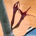 Flower tubular, reddish brown, with five narrow lobes united at the tip. Flower tubular, reddish brown, with five narrow lobes united at the tip.