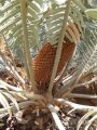 Male plant. See the beautiful leaf form and the contrast in the colours.