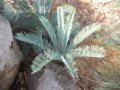 New leaves. Ex-situ collection. Jurassic Cycad Gardens. New leaves. Ex-situ collection. Jurassic Cycad Gardens.