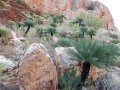 Habitat, East Kimberley Region of Western Australia. Habitat, East Kimberley Region of Western Australia.
