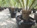 Dioon spinulosum@ www.cycadinternational.com