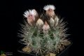 Eriosyce bulbocalyx (marayensis) FK 709 (Collector Fred Kattermann) Marayes, San Juan, Argentina 609 metes above sea level. Eriosyce bulbocalyx (marayensis) FK 709 (Collector Fred Kattermann) Marayes, San Juan, Argentina 609 metes above sea level.