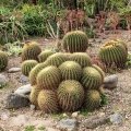 From panchkula cactus garden From panchkula cactus garden