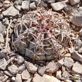 Young specimen in habitat. Mexico. Young specimen in habitat. Mexico.
