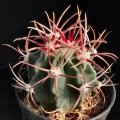This species needs as much sun as possible and careful watering, to stay compact with strong spines. This species needs as much sun as possible and careful watering, to stay compact with strong spines.