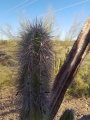 Lophocereus schottii, cephalium. Lophocereus schottii, cephalium.