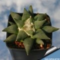 Ariocarpus retusus (forma) Matehuala Ariocarpus retusus (forma) Matehuala