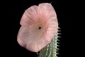 Hoodia gordonii Hoodia gordonii