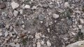 These cacti are difficult to spot in their natural habitat. These cacti are difficult to spot in their natural habitat.