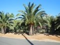 The entrance to Wattleup Nursery and Palm Lake Display Gardens. Perth W.A. Australia. The entrance to Wattleup Nursery and Palm Lake Display Gardens. Perth W.A. Australia.