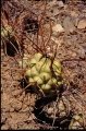 Tephrocactus aoracanthus - Santa Rosa valley, San Juan, Argentina, 23 December 2002.