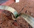 ...i thought it is dead after transplanting but I was surprised to see new growth of the leaf at the base ...i thought it is dead after transplanting but I was surprised to see new growth of the leaf at the base