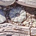 Nested in a rock crevice. Mexico.